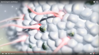 Spermatogenic epithelium