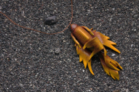 Кулон - Золотая рыбка