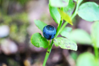 Photo Nature