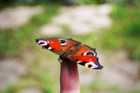 Photo Nature