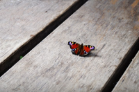Photo Nature