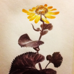 Ботаническая акварель