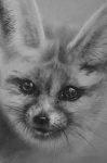 Vulpes Zerda
