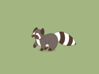 Raccoon