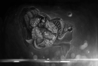 киты