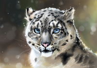 Snow leopard