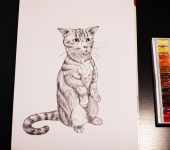 котик