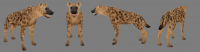 Hyena