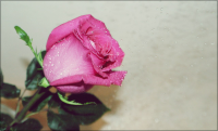 rose and water