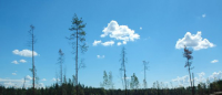 Работа 646785