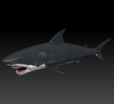 Shark