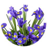 [Интернет-магзаин] Высоко-конверсионный магазин цветов