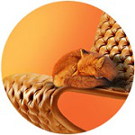 FoxUnion