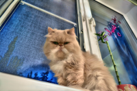кот