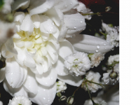 начинающий фотограф