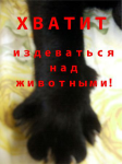 Плакат