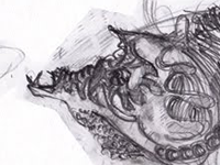 fISHES_scetches