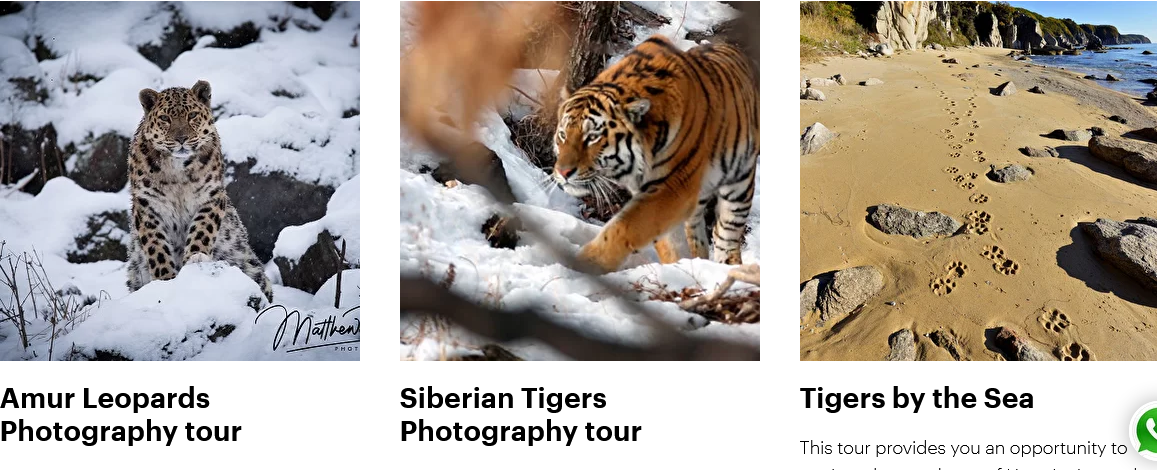 Screenshot 2022-06-29 at 17-45-09 Wildlife Travel Agency.png