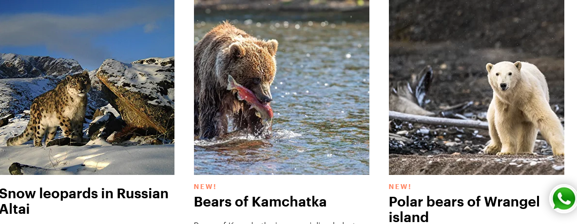 Screenshot 2022-06-29 at 17-46-30 Wildlife Travel Agency.png