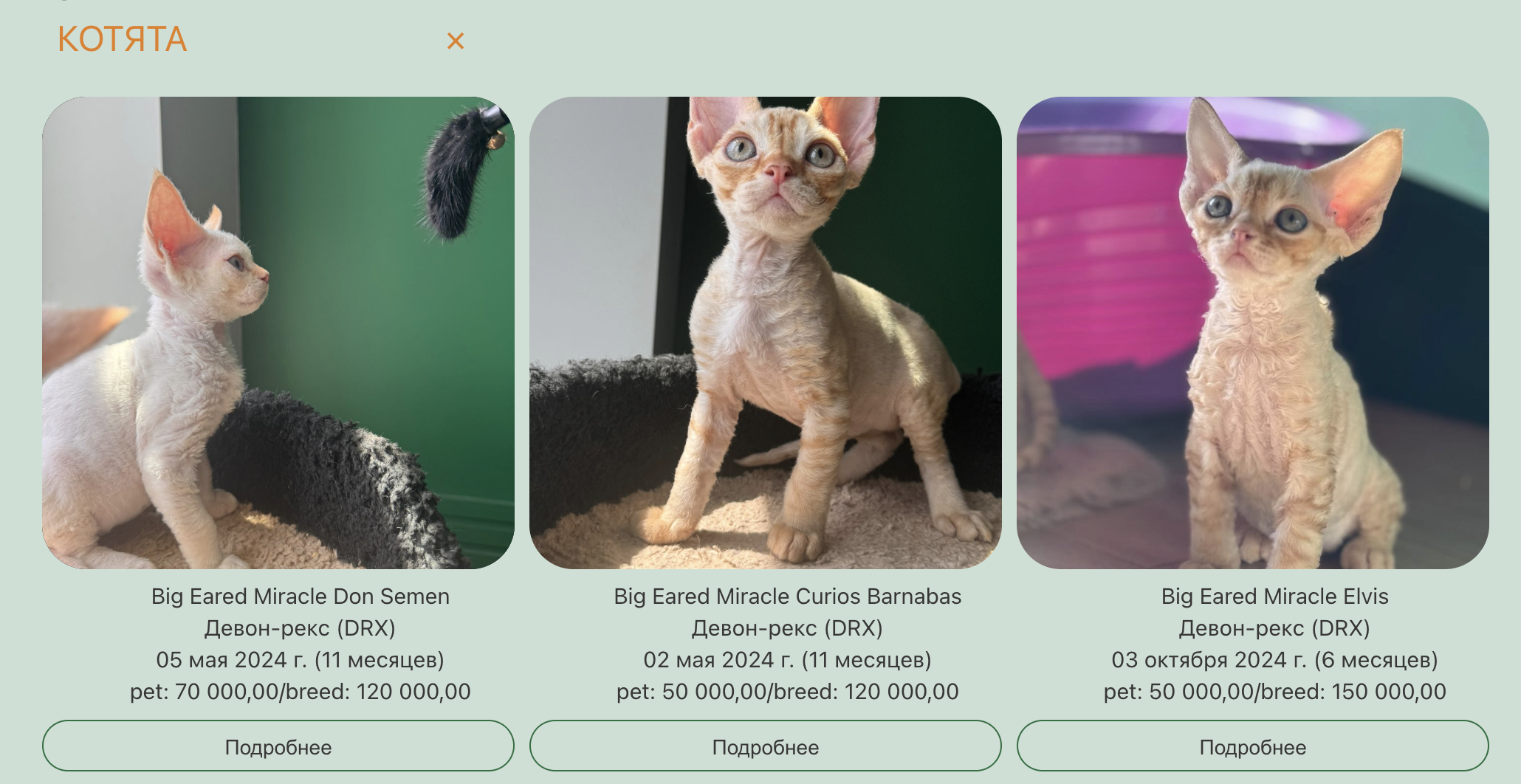 Сайт для любителей кошек