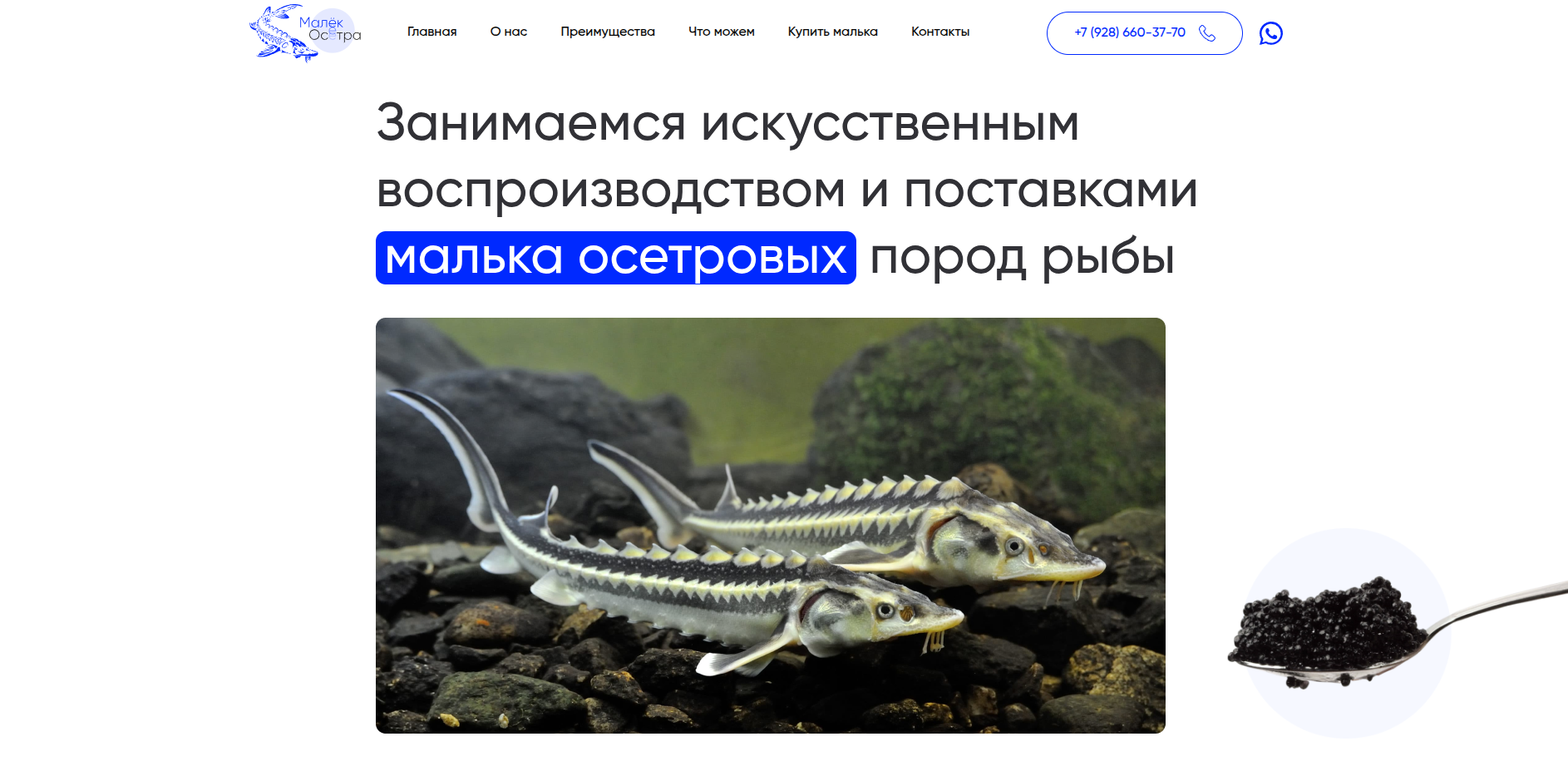 Малёк Осетра