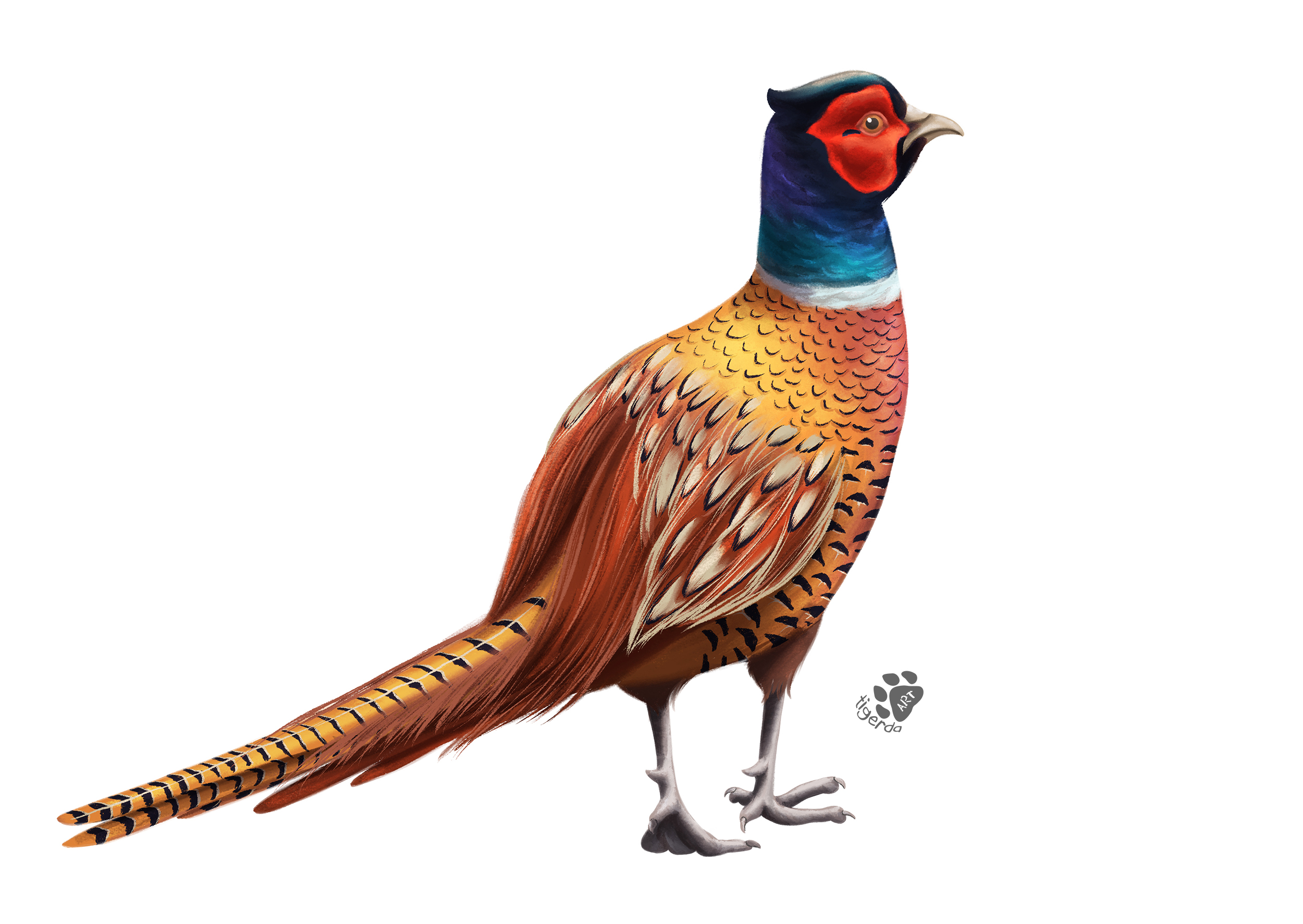 Common pheasant small_wm.jpg