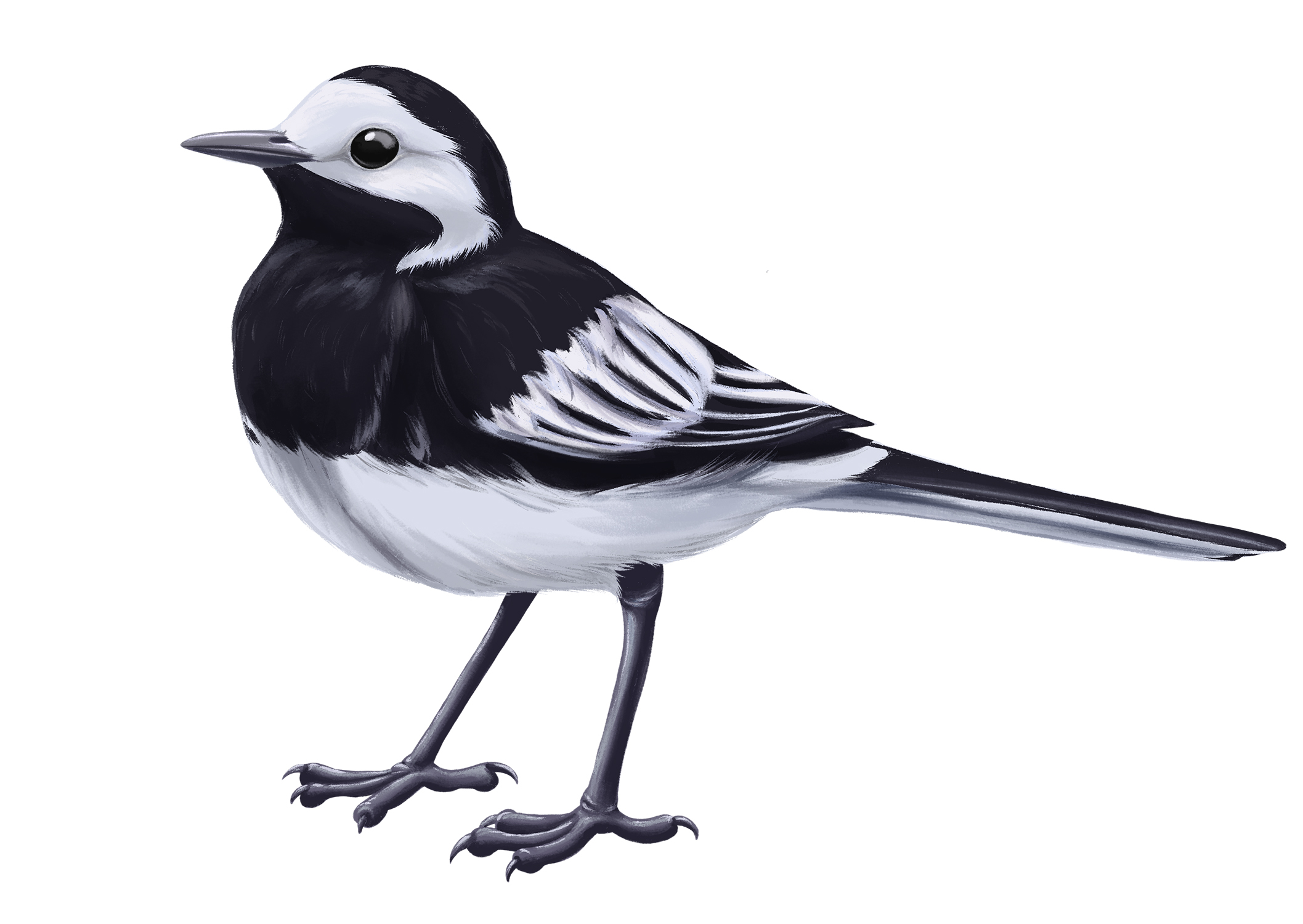 Pied wagtail small.jpg