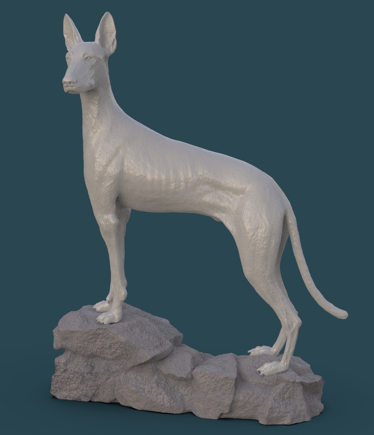 Podenco ibicenco.20.jpg