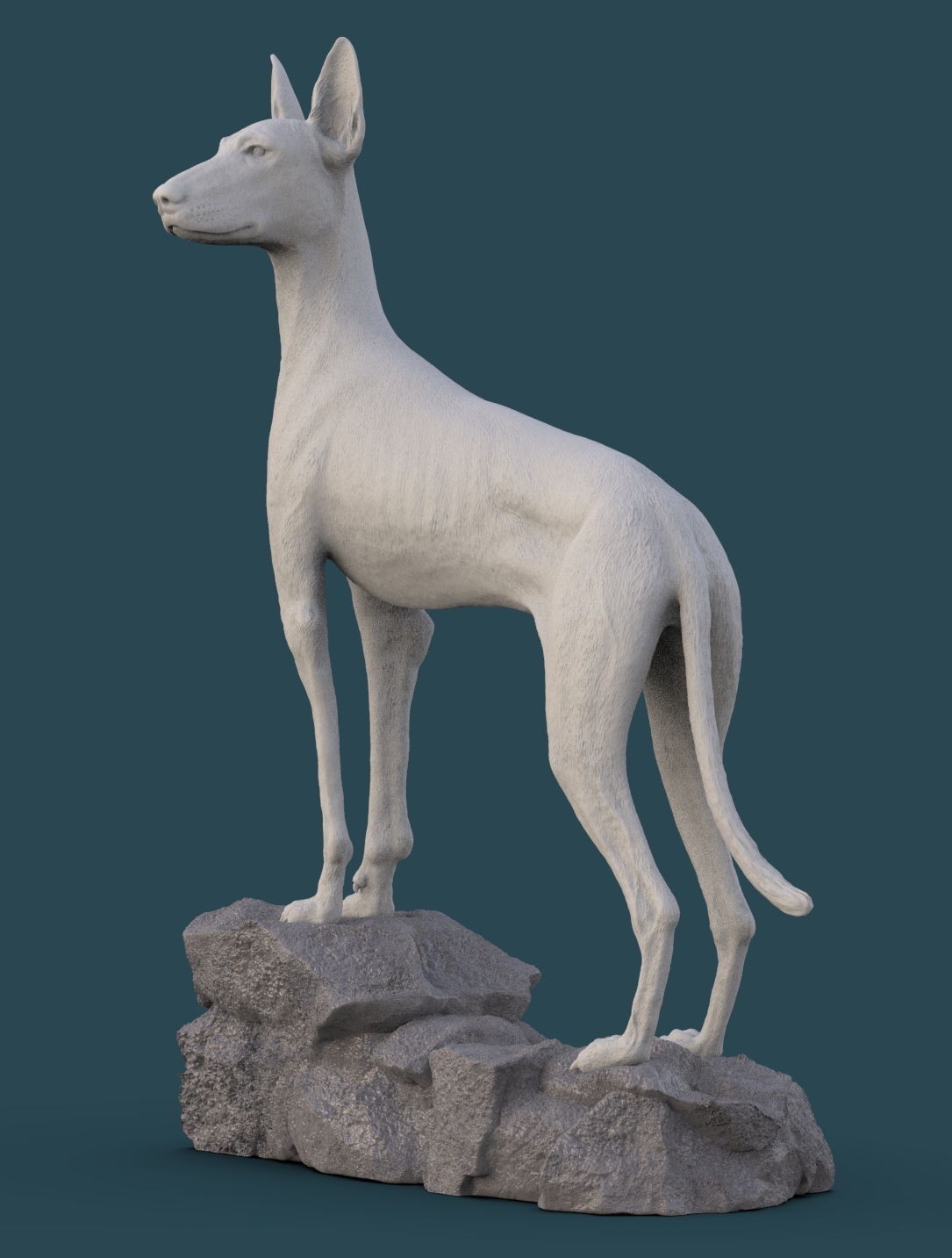 Podenco ibicenco.21.jpg