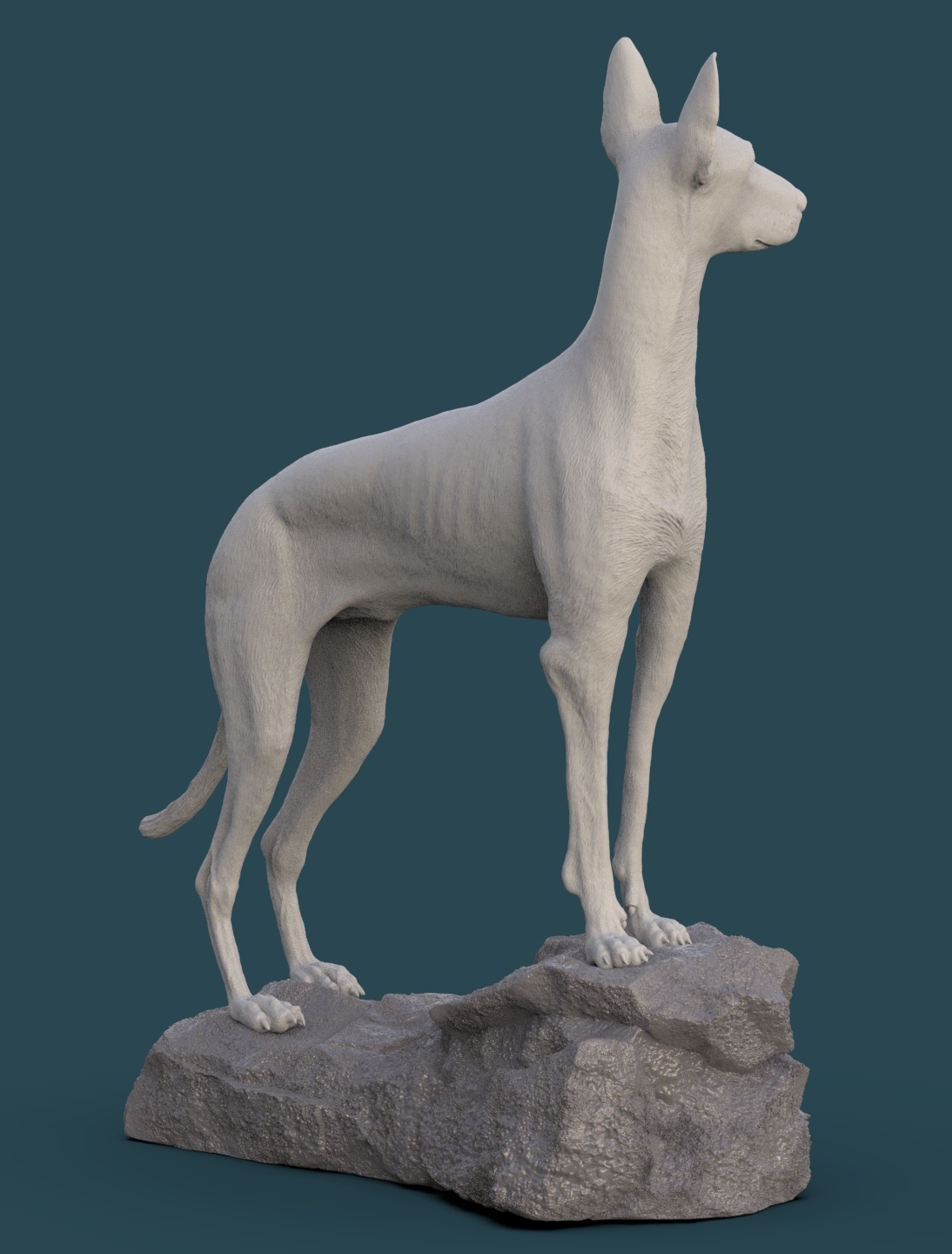 Podenco ibicenco.23.jpg