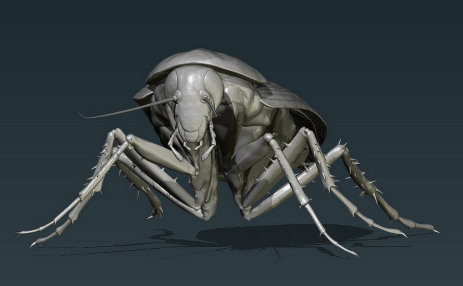 Cockroach1.jpg