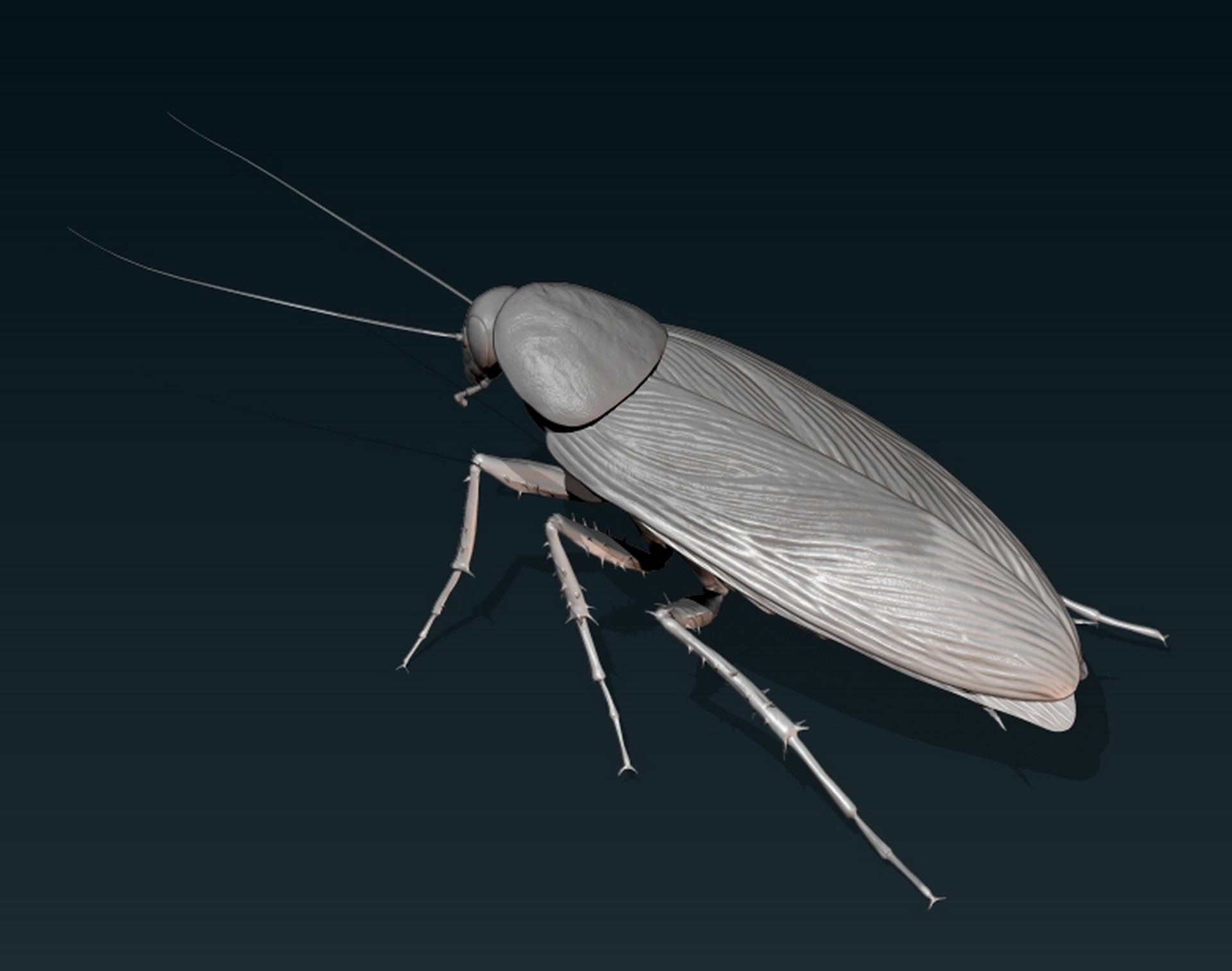 Cockroach2.jpg