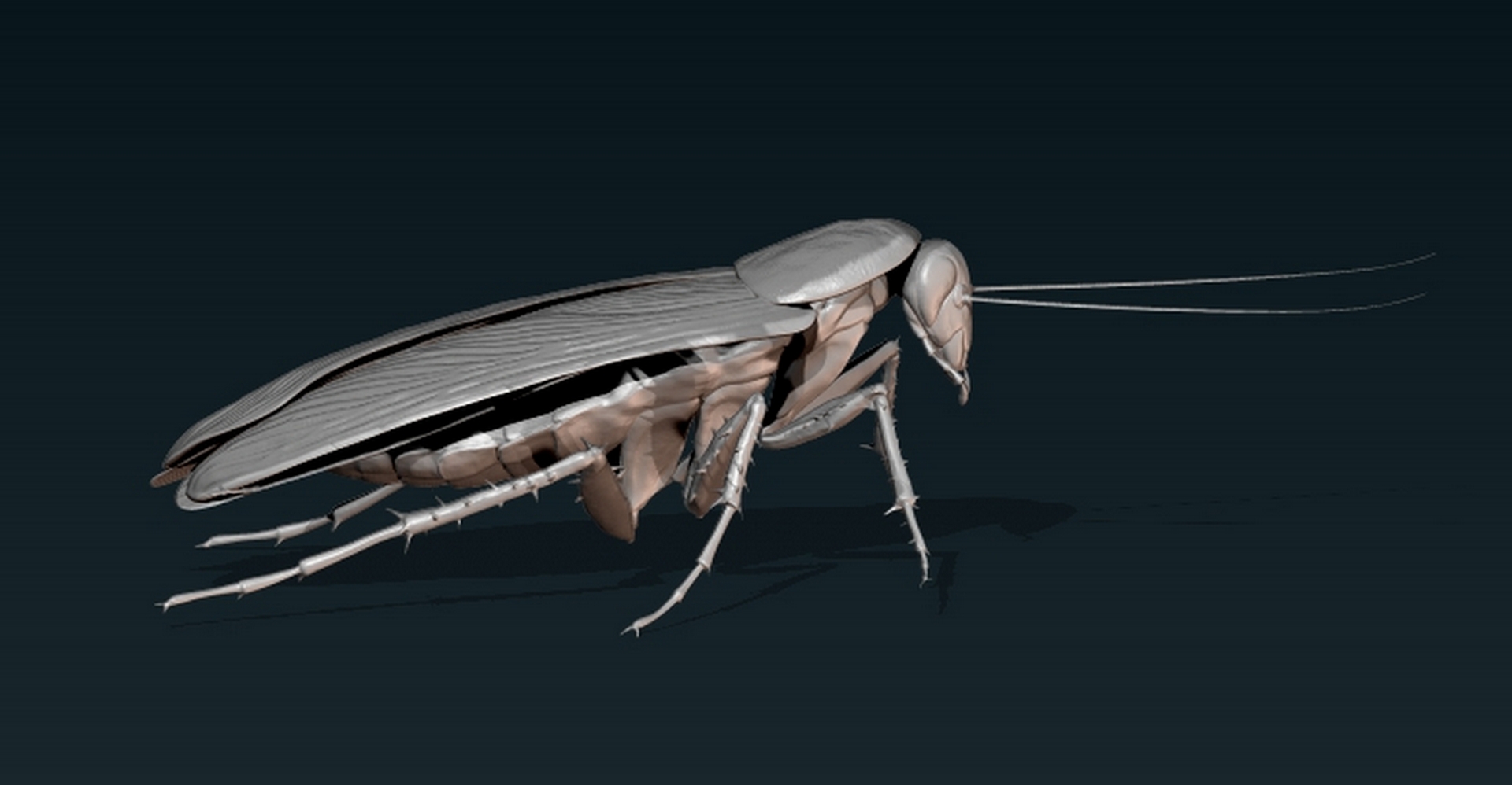 Cockroach3.jpg