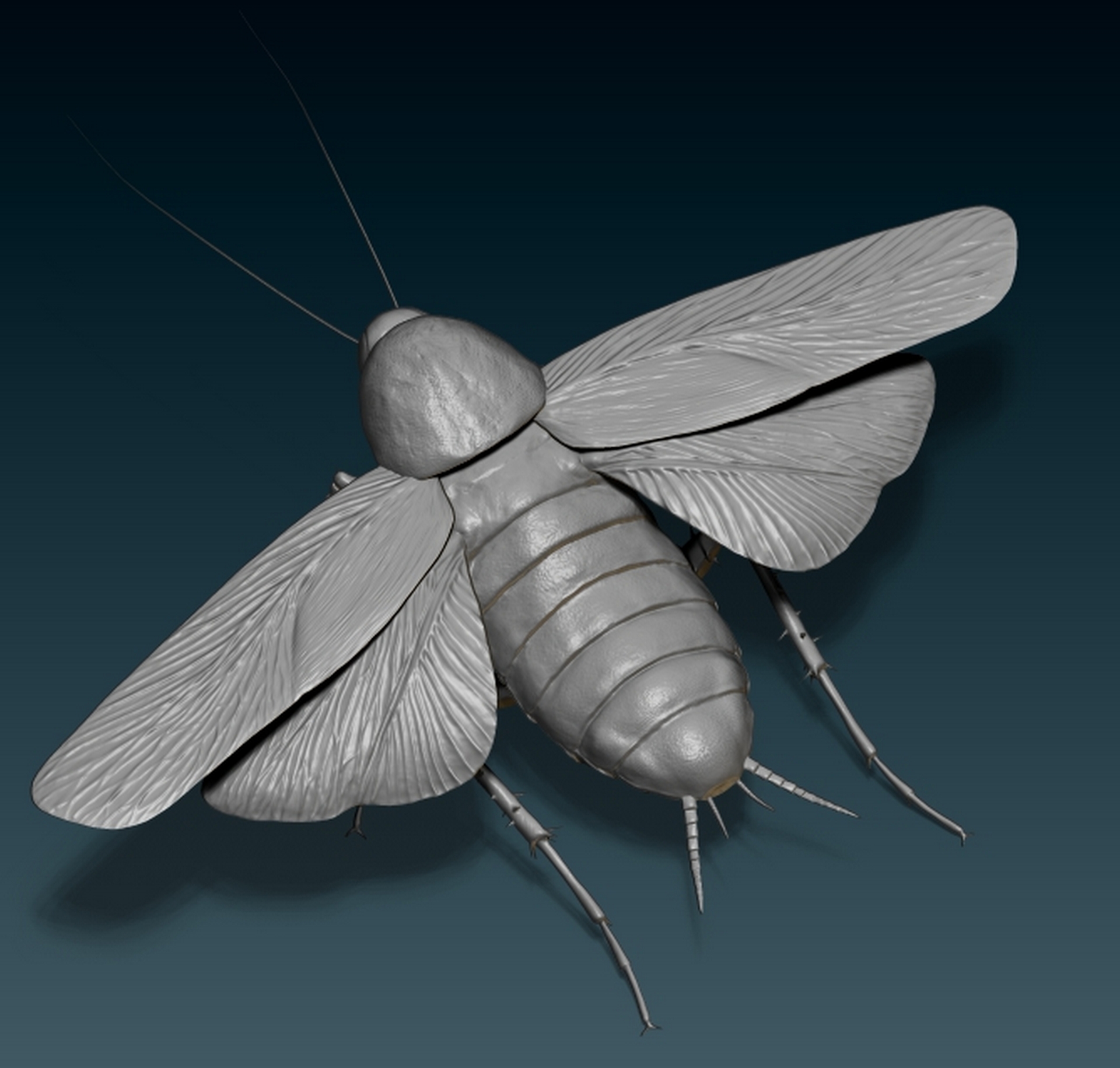 Cockroach4.jpg