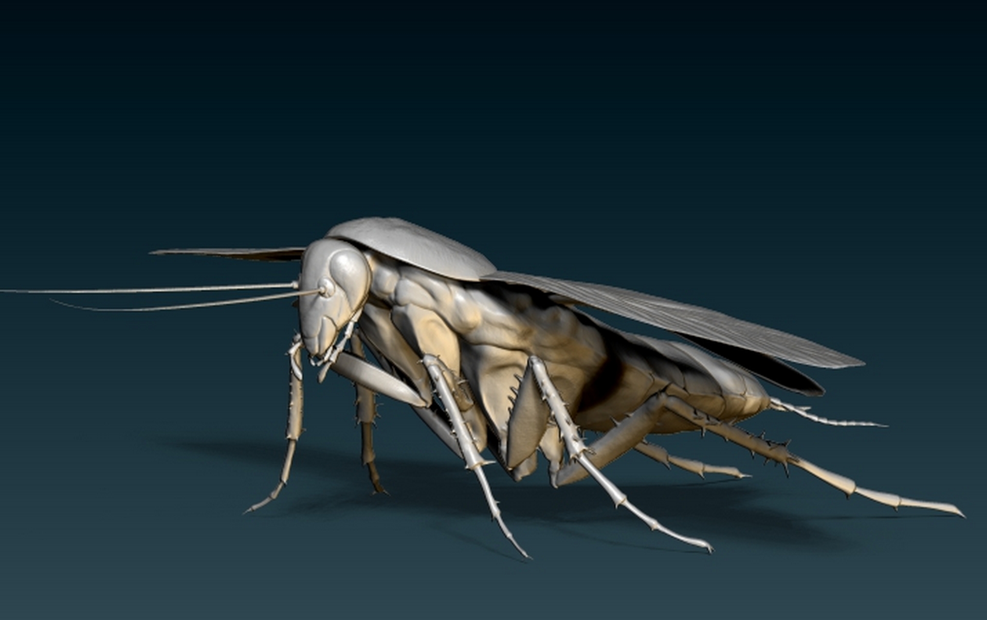 Cockroach5.jpg