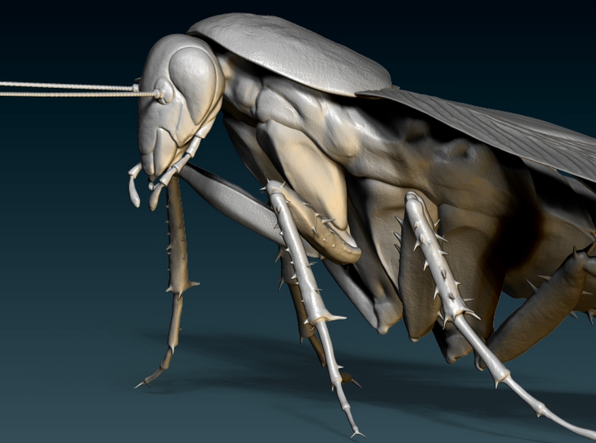Cockroach6.jpg