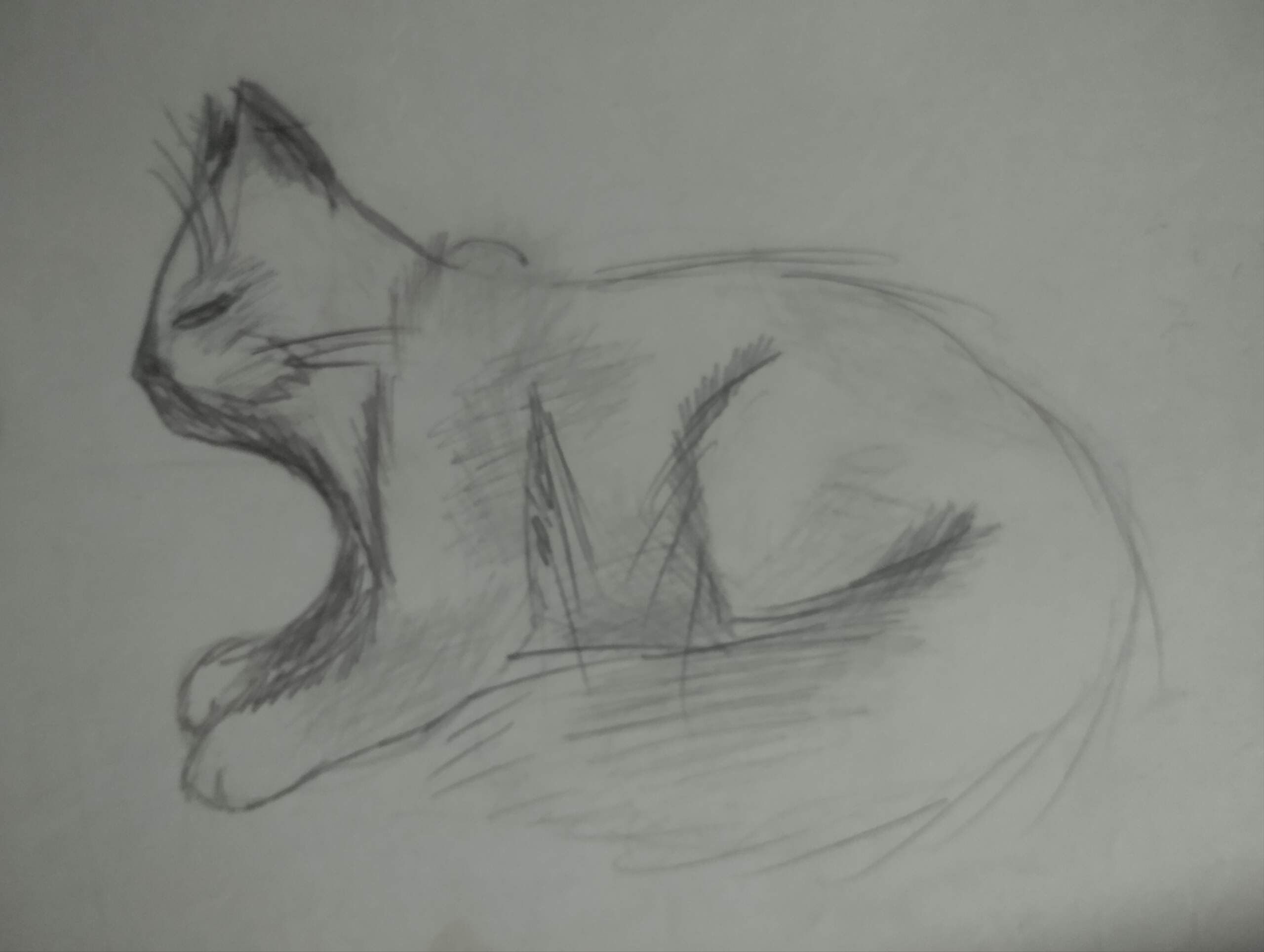Кошка.jpg