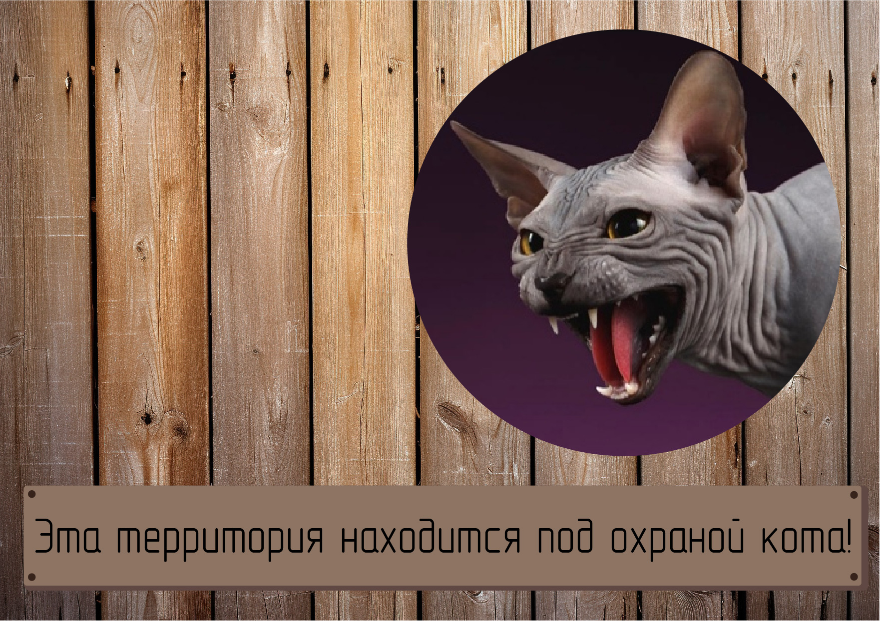 кот2.jpg