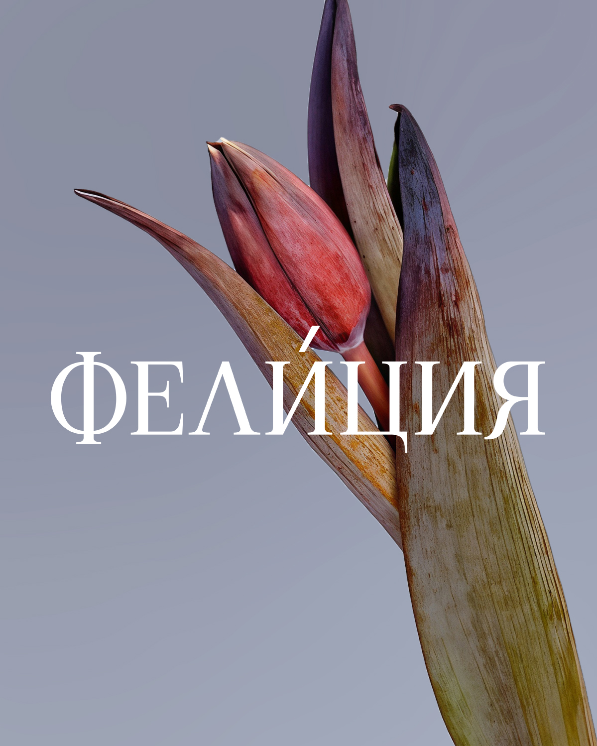 ФЕЛИЦИЯ лого для картинки.jpg