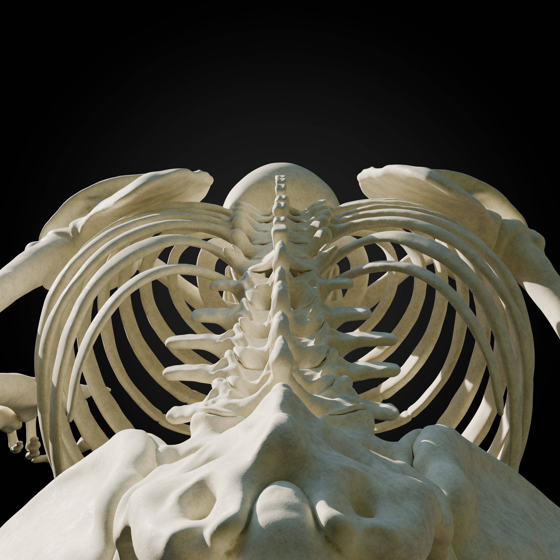 Back 2.png