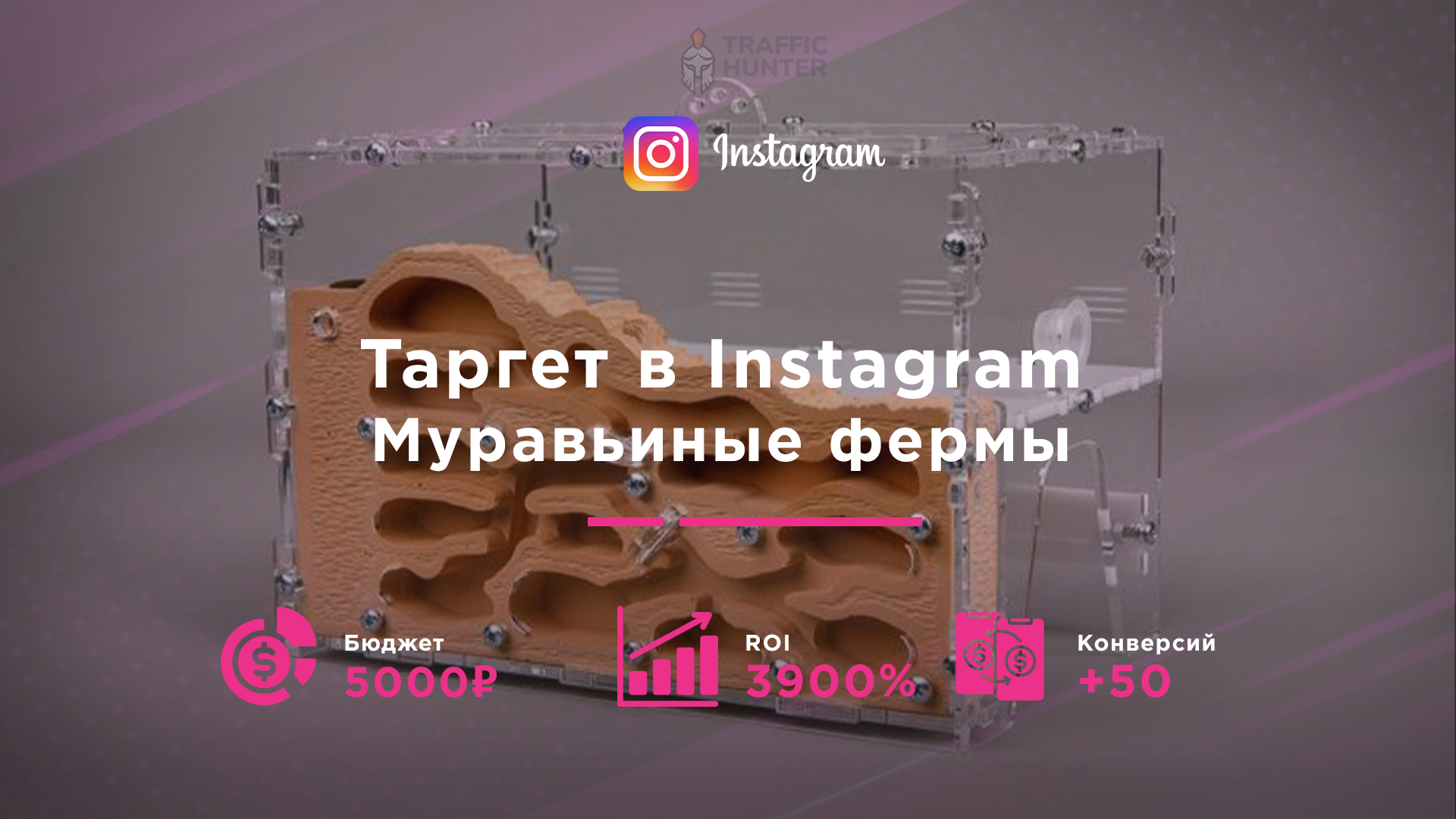 Таргет в Instagram для муравьиных ферм