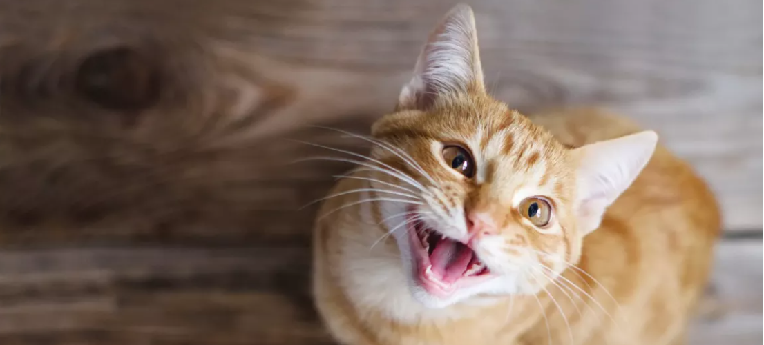 Сайт кошачего приюте Москва