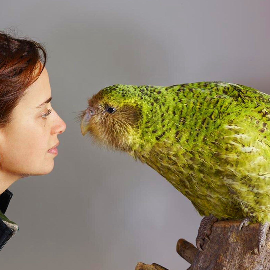 вк попуг 5.jpg