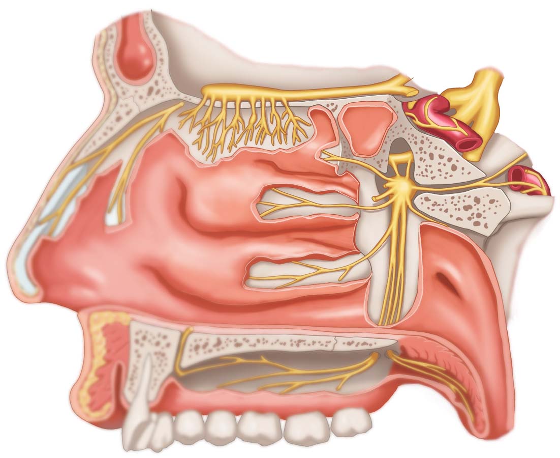 Нервы носовой полости_prewiew.jpg