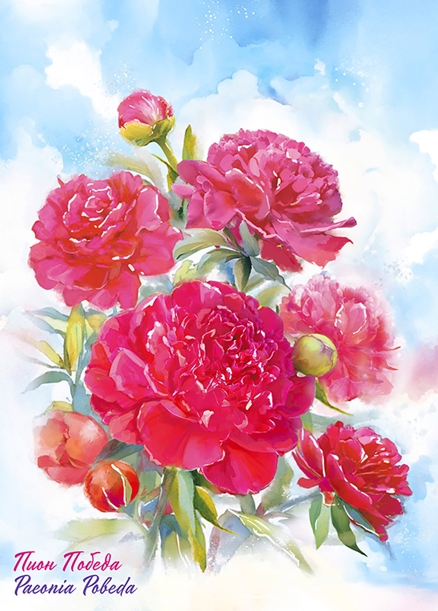 Пион копия_бм.jpg