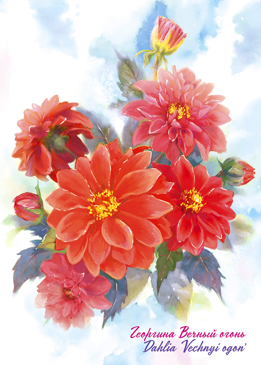 Георгин копия_бм.jpg