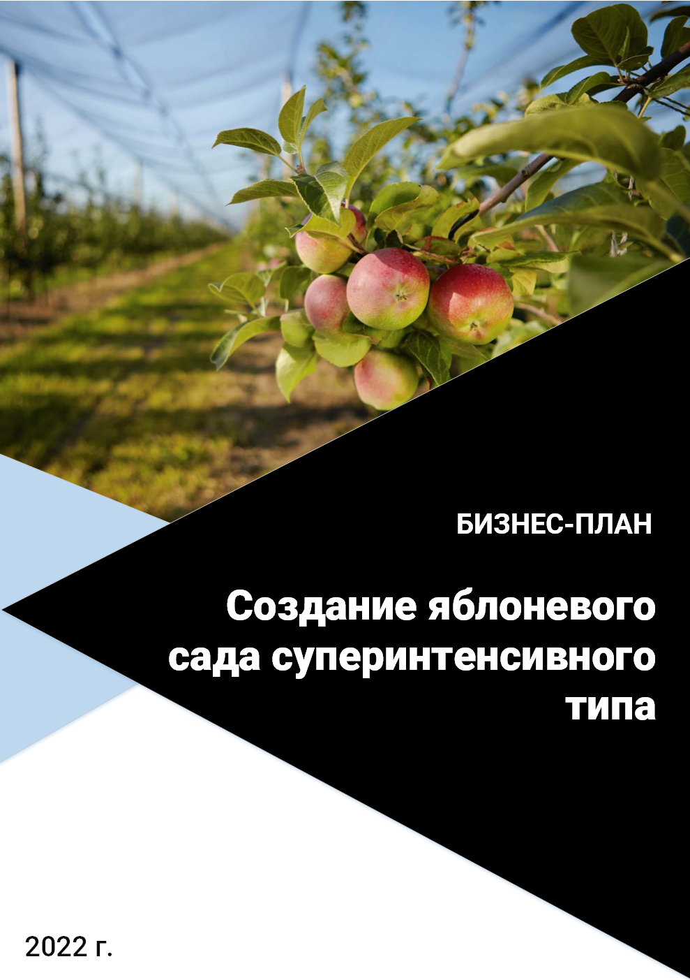 Бизнес-план создания яблоневого сада суперинтенсивного типа