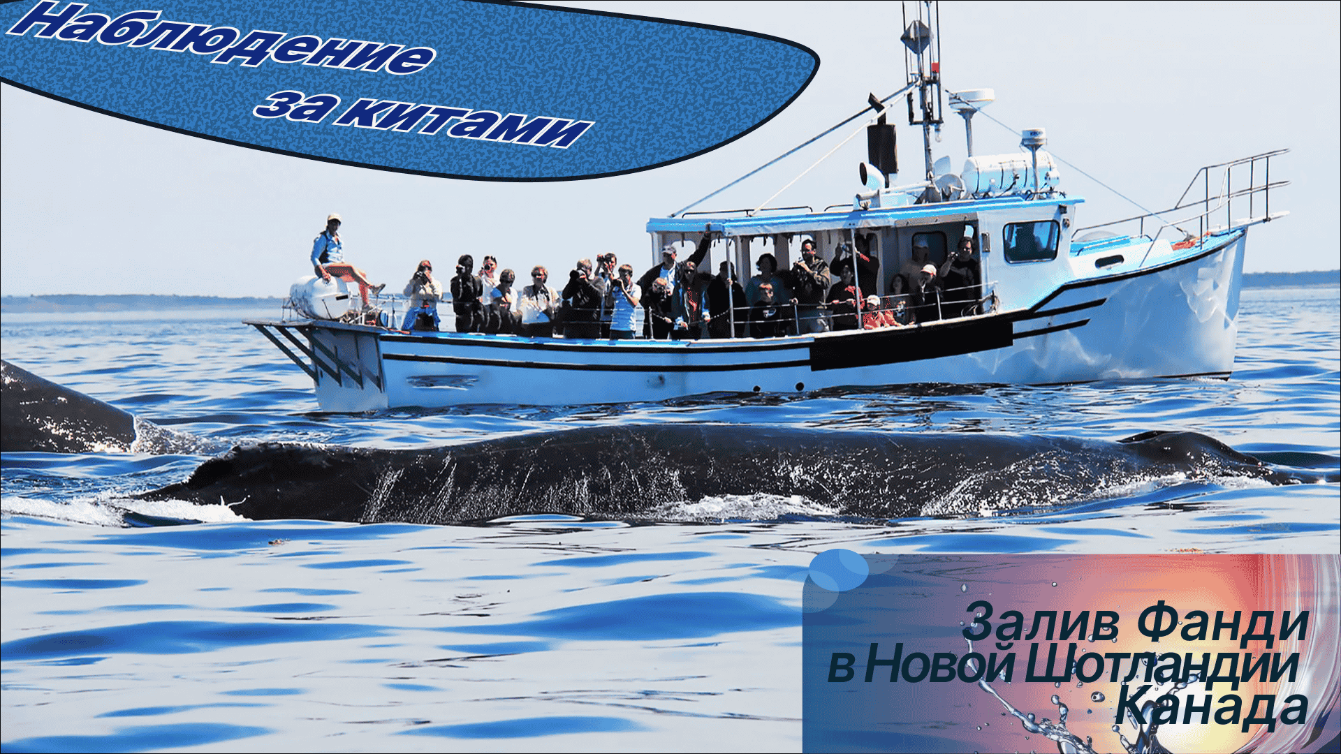 Наблюдение за китами (1).png
