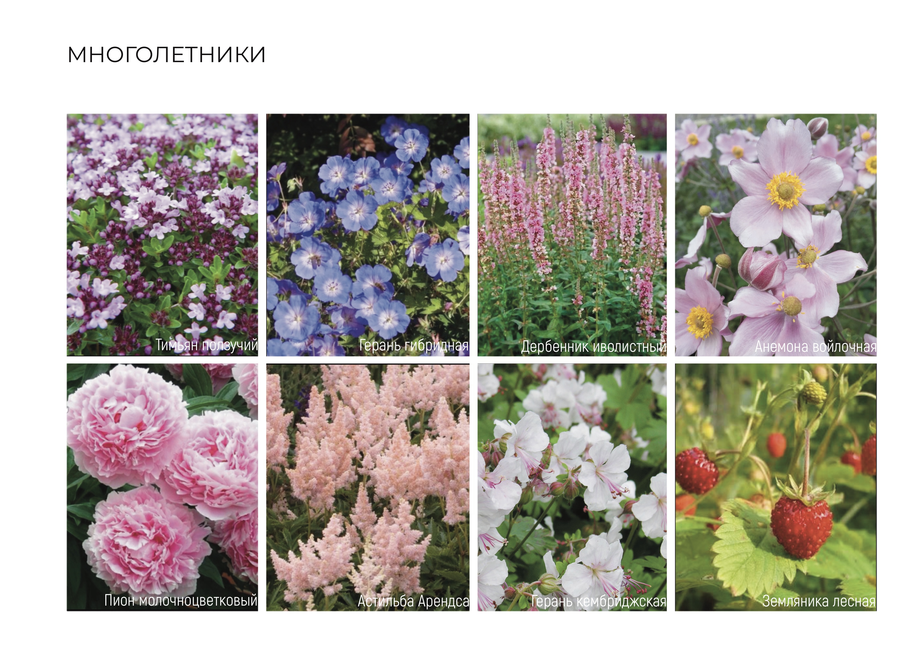 17.Палитра растений.Многолетники.jpg