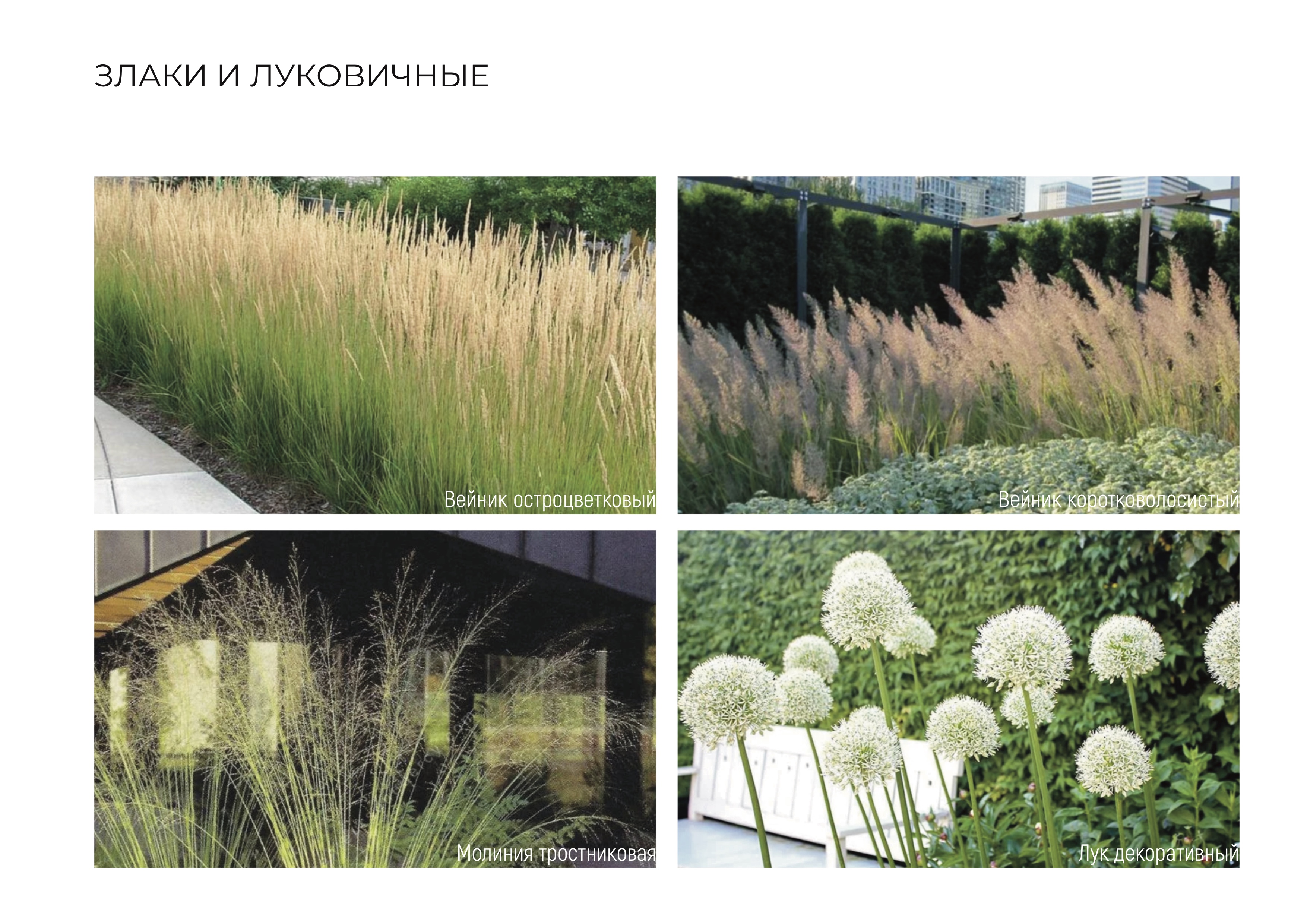 18. Злаки и луковичные.jpg